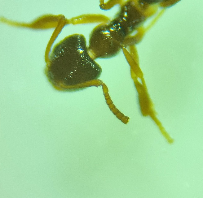 Plagiolepis pygmaea - lapos törpehangya