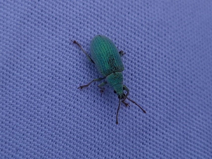 Phyllobius virideaeris - halványzöld levélormányos