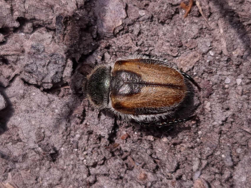 Chaetopteroplia segetum - rozsszipoly