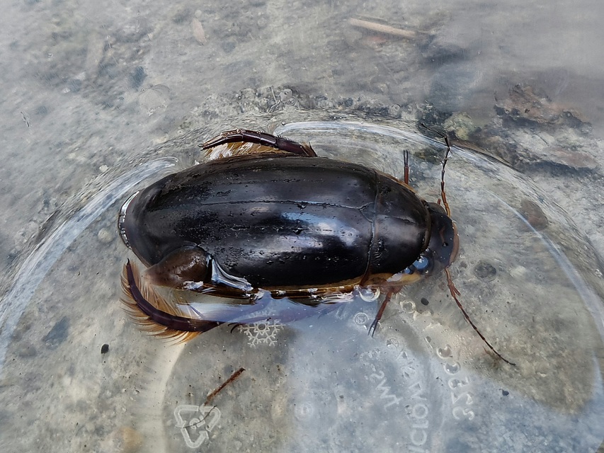 Dytiscus dimidiatus - tompacsípős csíkbogár