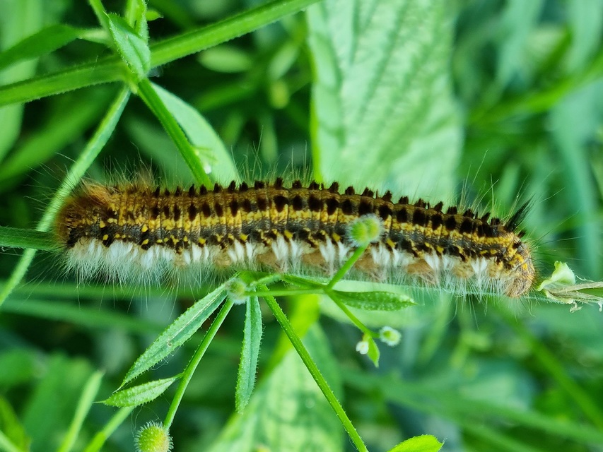 Euthrix potatoria - szomjas pohók
