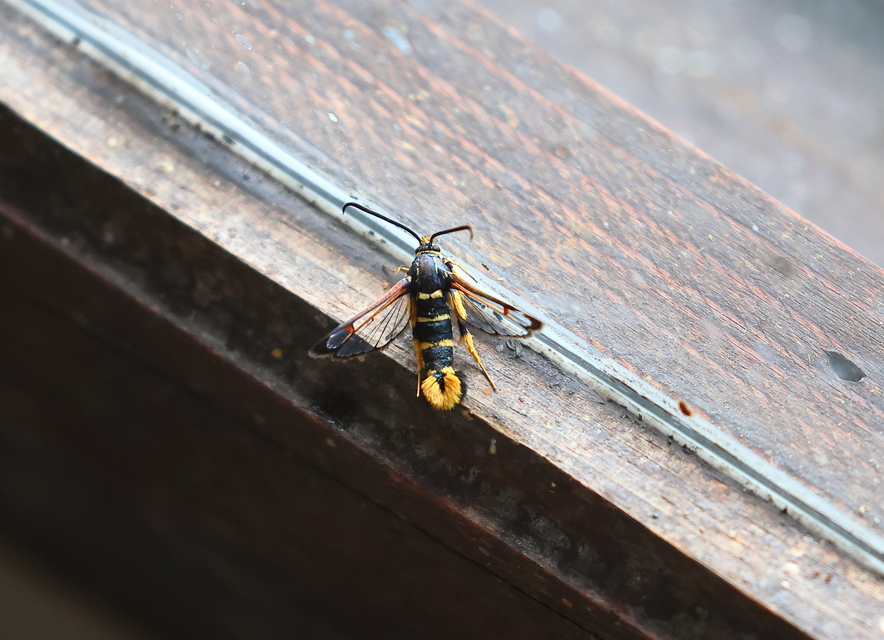 Synanthedon vespiformis - darázsszitkár