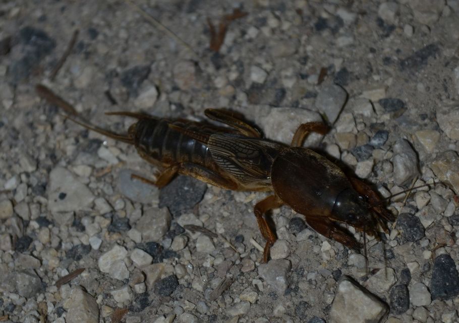 Gryllotalpa gryllotalpa - közönséges lótücsök