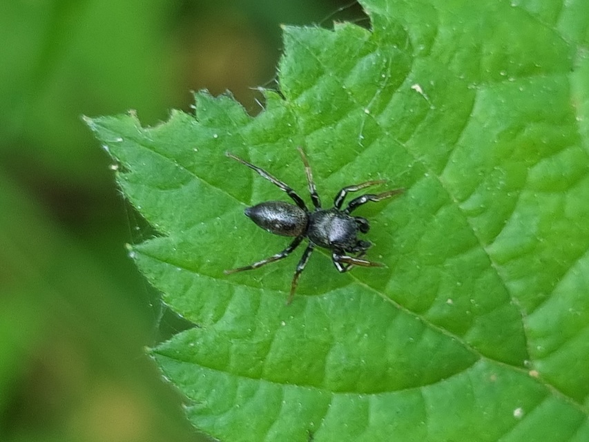 Heliophanus