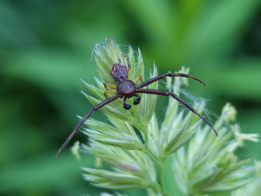 Pistius truncatus - csonka karolópók