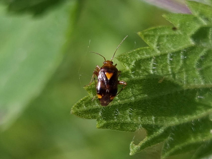 Liocoris tripustulatus - hárompettyes mezeipoloska