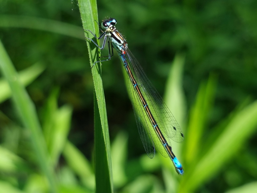Coenagrion pulchellum - karcsú légivadász