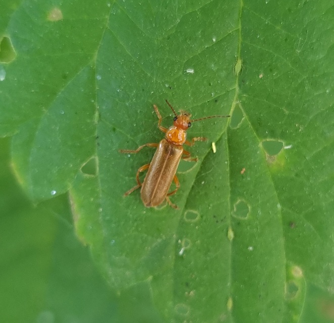 Cantharis rufa - rőt lágybogár