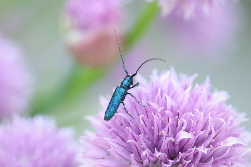 Agapanthia violacea - kék somkórócincér