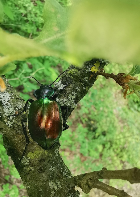 Calosoma sycophanta - aranyos bábrabló
