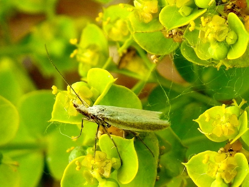 Pleurota