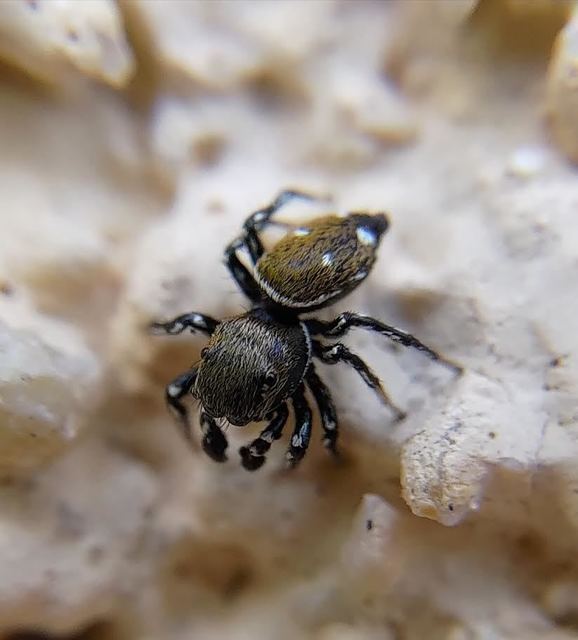 Heliophanus