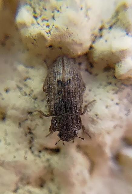 Helophorus