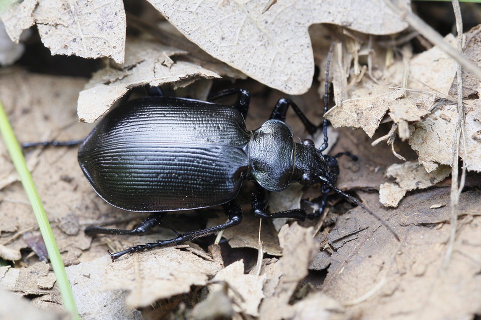 Calosoma inquisitor - kis bábrabló