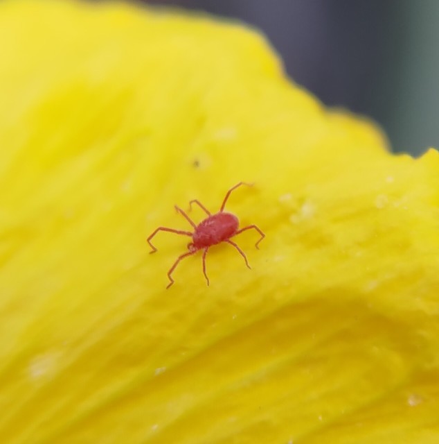 Balaustium