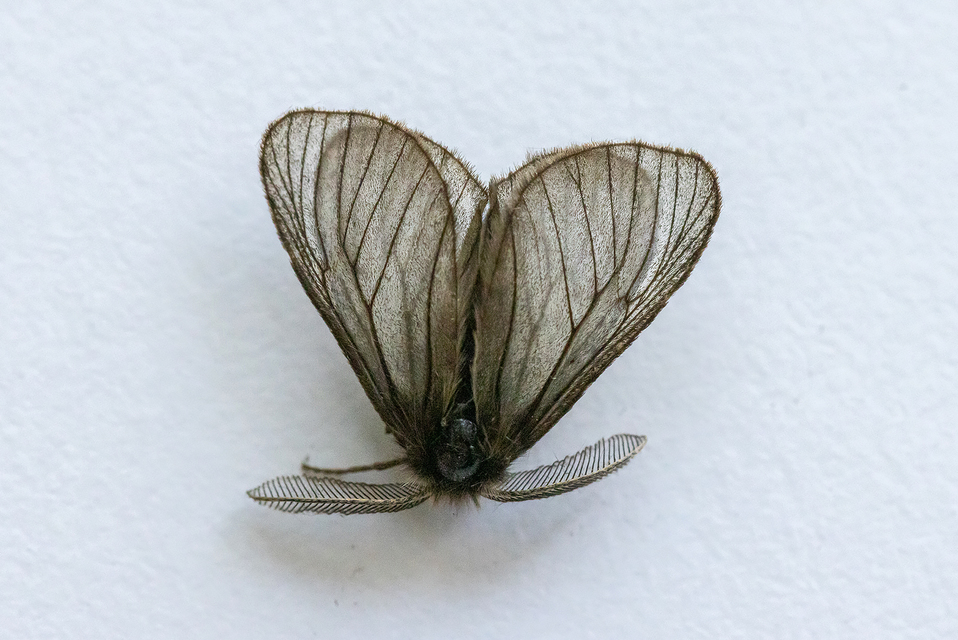 Pentophera morio - réti gyapjaslepke