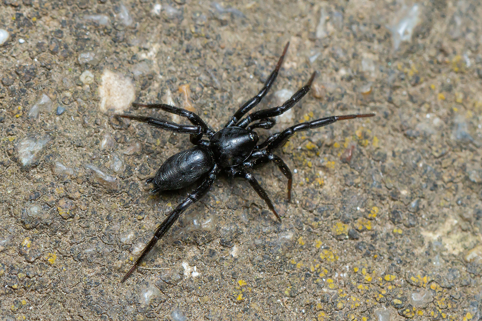 Drassyllus