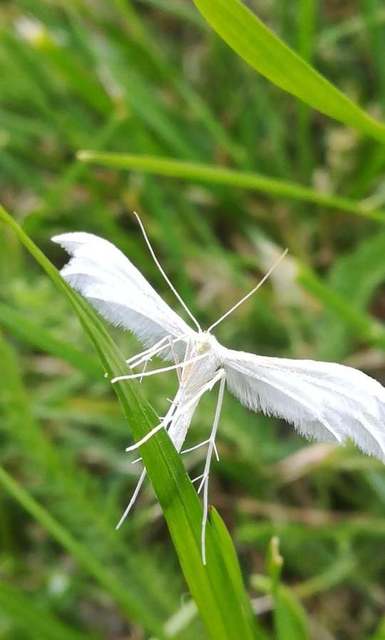 Pterophorus pentadactyla - fehér tollasmoly