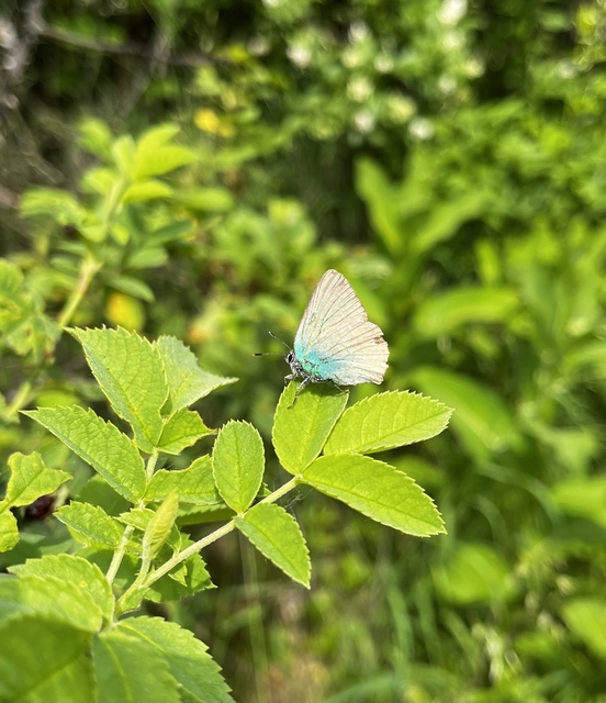 Callophrys rubi - zöldfonákú lepke