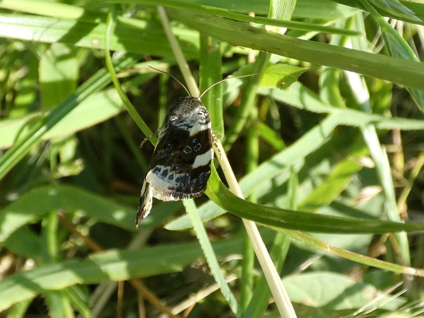 Acontia lucida - fehér nappalibagoly