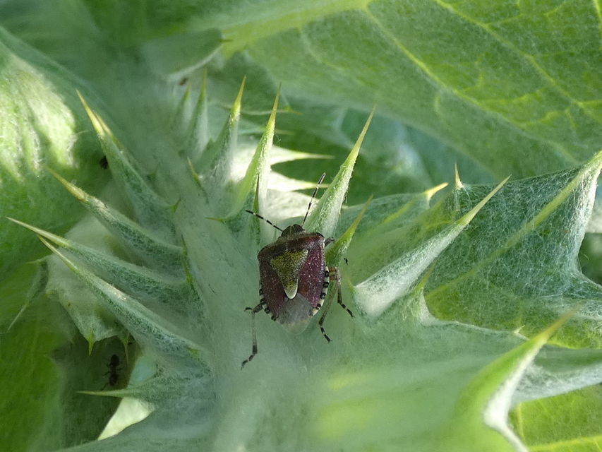 Dolycoris baccarum - közönséges bogyómászó-poloska