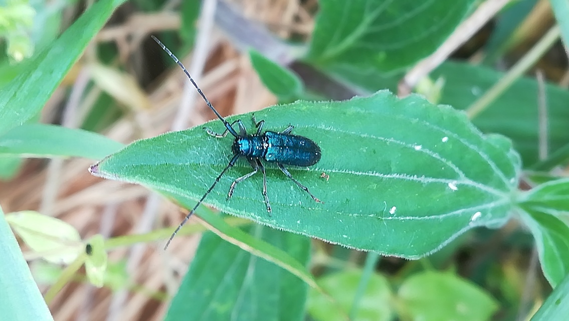 Agapanthia violacea - kék somkórócincér