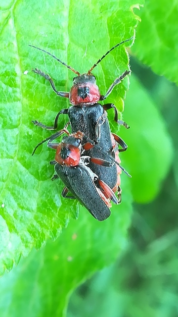 Cantharis rustica - suszterbogár