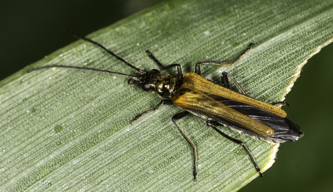 Oedemera femorata - sárgahátú álcincér