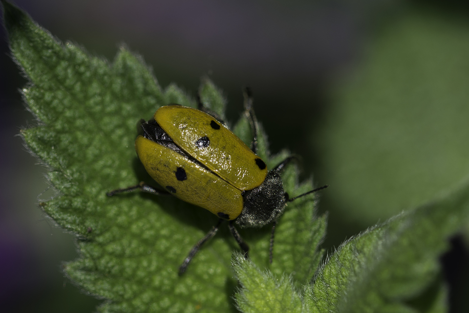 Lachnaia sexpunctata - szőrösnyakú zsákhordóbogár