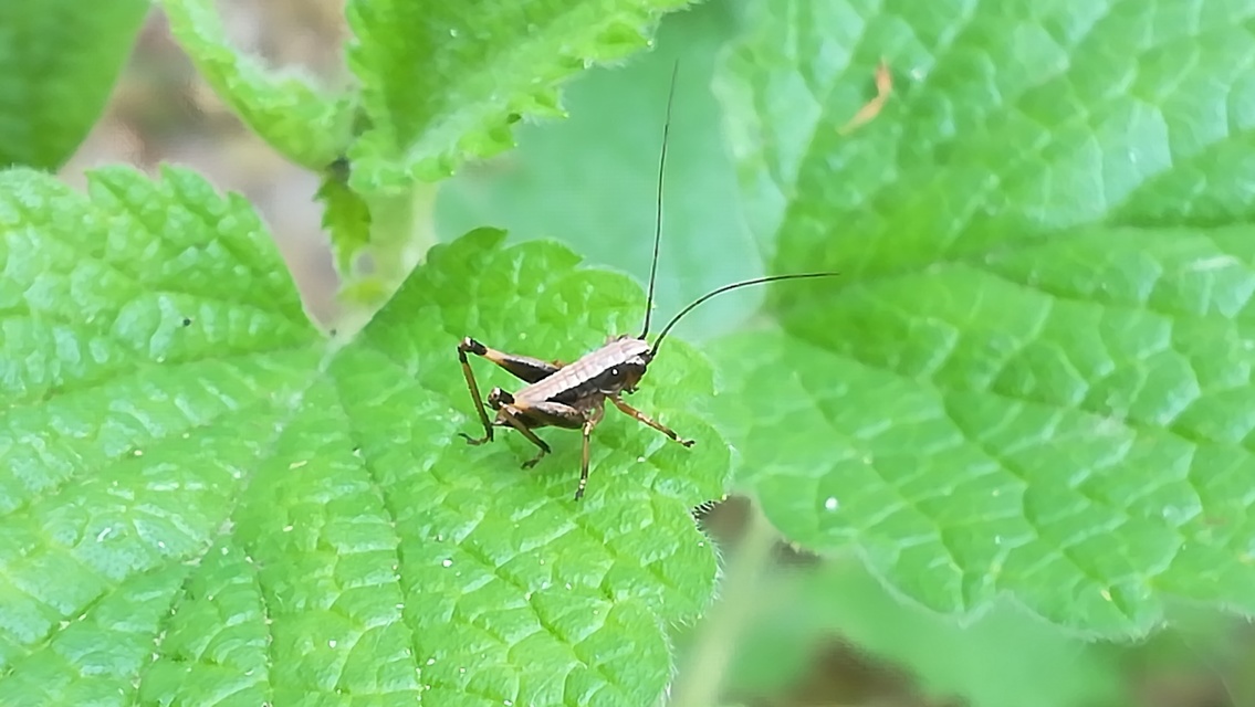 Pholidoptera griseoaptera - szürke avarszöcske