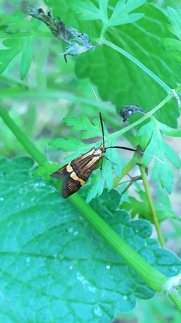 Nemophora degeerella - pompás tőrösmoly