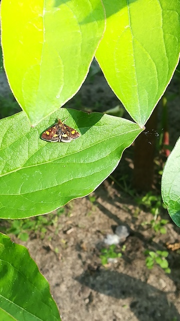 Pyrausta aurata - aranyló bíbormoly