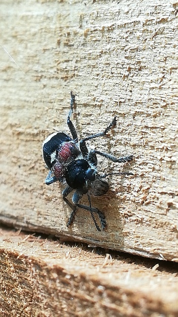 Clerus mutillarius - feketenyakú szúfarkas