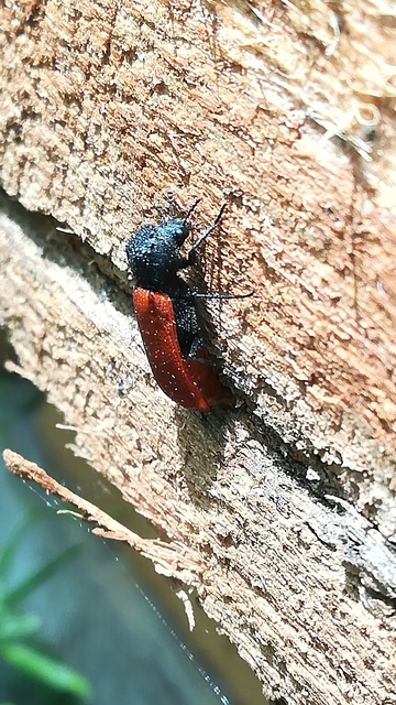 Bostrichus capucinus - piros csuklyásszú