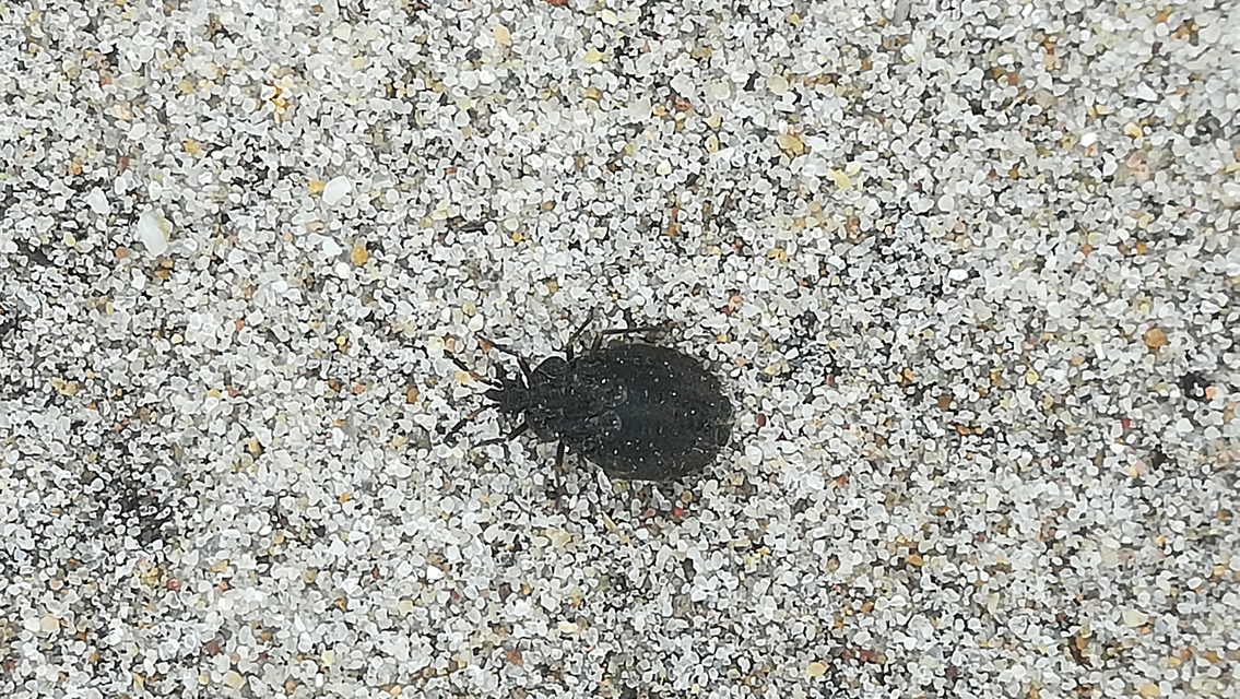 Aradus distinctus