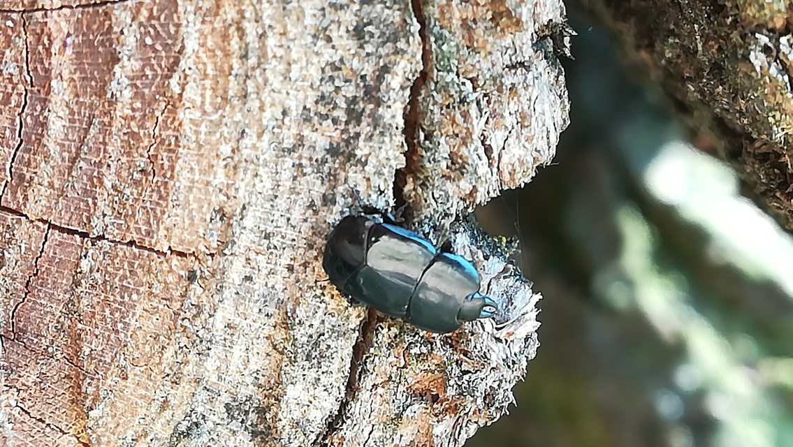 Hololepta plana - lemez-sutabogár