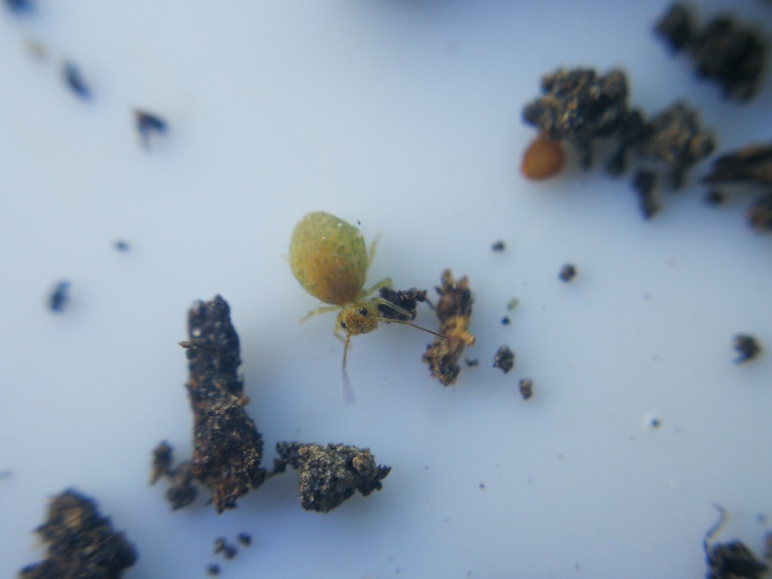 Collembola - Ugróvillások