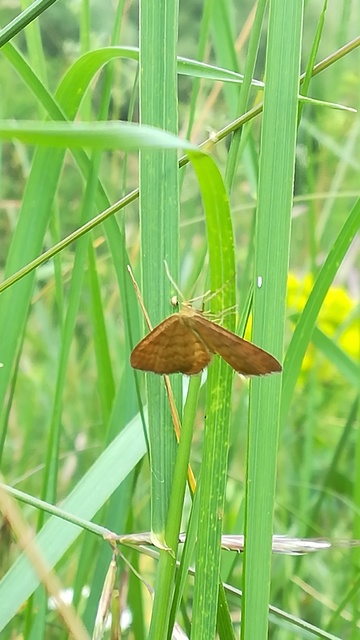 Idaea serpentata - kis sávosaraszoló