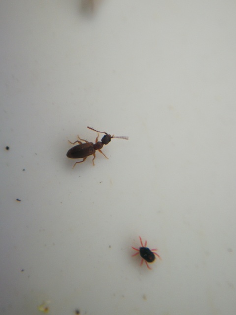 Endomia tenuicollis - keskenynyakú fürgebogár