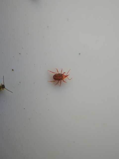 Bdellidae