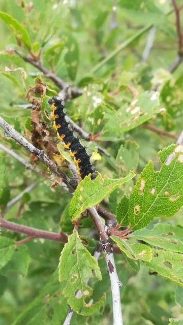 Saturnia pavoniella/pavonia