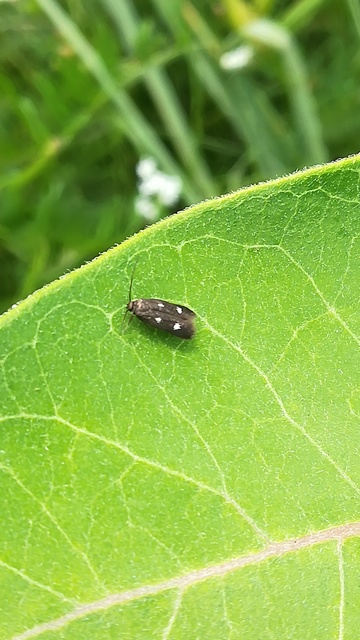 Parascythris muelleri - kétpettyes zöldmoly