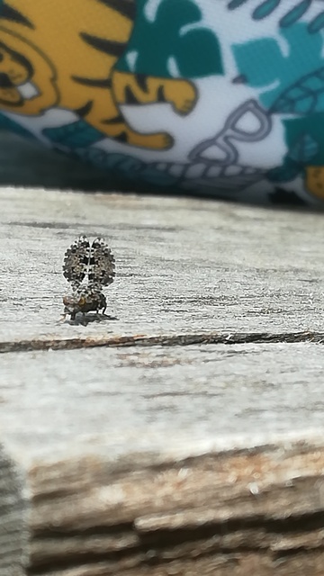 Callopistromyia annulipes - pávalégy