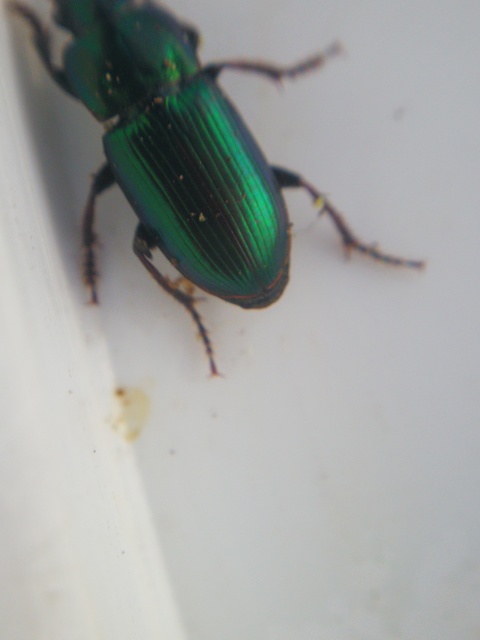 Harpalus distinguendus - mezei lomhafutó