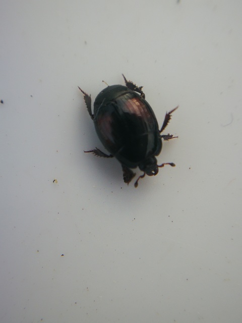 Margarinotus purpurascens - vöröslő sutabogár
