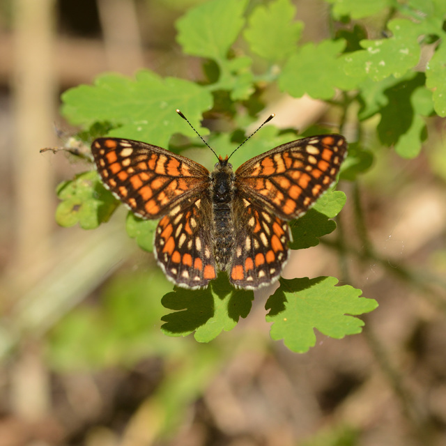 Euphydryas maturna - díszes tarkalepke