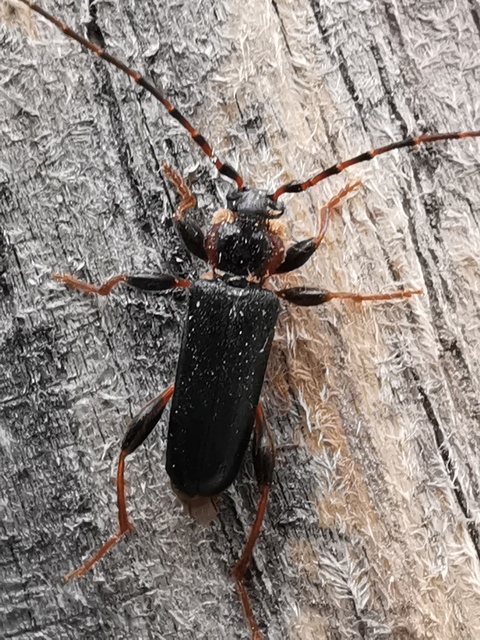 Phymatodes testaceus - változékony korongcincér Phymatodes testaceus - változékony korongcincér
