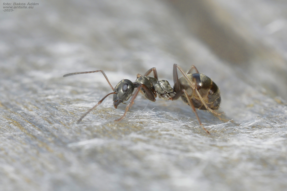 Formica fusca - kormos rabszolgahangya