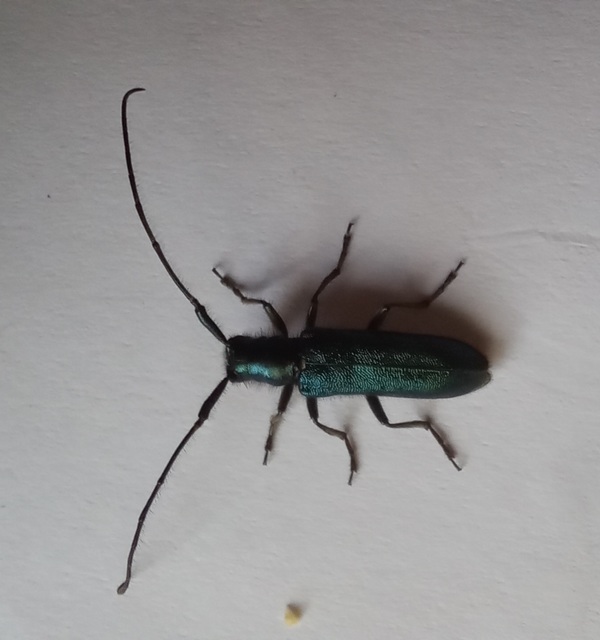 Agapanthia violacea - kék somkórócincér