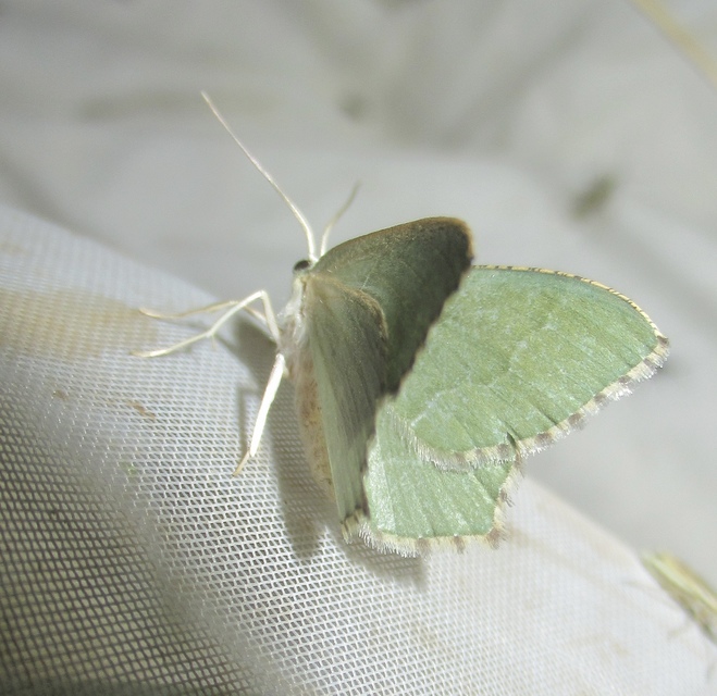 Hemithea aestivaria - nyír-zöldaraszoló